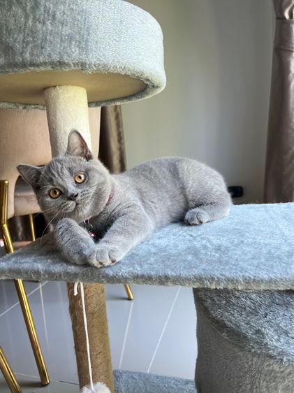 ลูกแมว บริติช ช็อตแฮร์ ใบเพ็ดนอกWCF(British Shorthair) รูปที่ 6