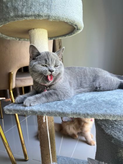 ลูกแมว บริติช ช็อตแฮร์ ใบเพ็ดนอกWCF(British Shorthair) รูปที่ 3