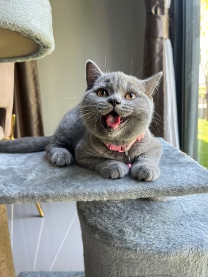 ลูกแมว บริติช ช็อตแฮร์ ใบเพ็ดนอกWCF(British Shorthair) รูปที่ 2