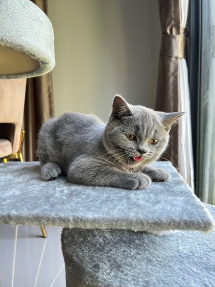 ลูกแมว บริติช ช็อตแฮร์ ใบเพ็ดนอกWCF(British Shorthair) รูปที่ 4