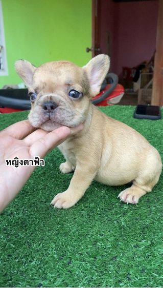 เฟรนช์บลูด็อก