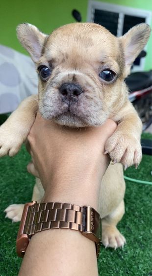 เฟรนช์บลูด็อก รูปที่ 3