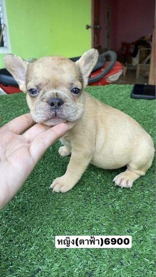 เฟรนช์บลูด็อก รูปที่ 4