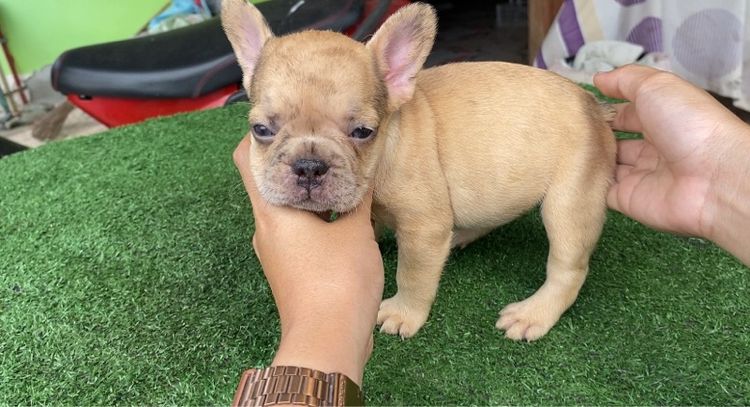 เฟรนช์บลูด็อก รูปที่ 2