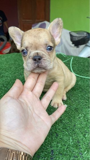 เฟรนช์บลูด็อก รูปที่ 5