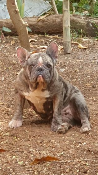 เฟรนช์ บลูด็อก สีบลูเมอร์(ติดจอง) รูปที่ 7