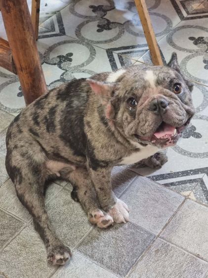 เฟรนช์ บลูด็อก สีบลูเมอร์(ติดจอง)