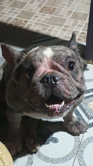 เฟรนช์ บลูด็อก สีบลูเมอร์(ติดจอง) รูปที่ 2