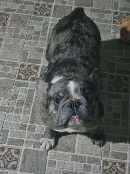 เฟรนช์ บลูด็อก สีบลูเมอร์(ติดจอง) รูปที่ 9