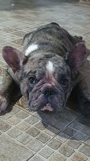 เฟรนช์ บลูด็อก สีบลูเมอร์(ติดจอง) รูปที่ 3