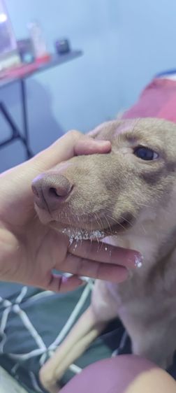 น้องหมา. ชิสุเพสเมีย.  อีกตัวลาบาดอผสม อายุ1ปี รูปที่ 4