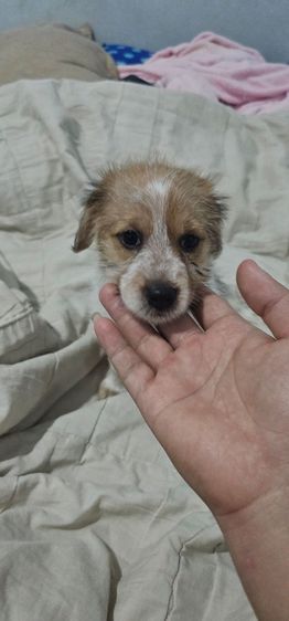 น้องหมา. ชิสุเพสเมีย. อีกตัวลาบาดอผสม อายุ1ปี