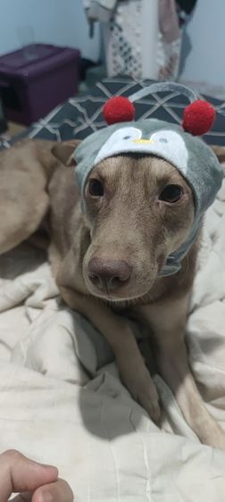 น้องหมา. ชิสุเพสเมีย.  อีกตัวลาบาดอผสม อายุ1ปี รูปที่ 3