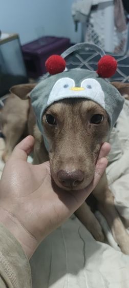 น้องหมา. ชิสุเพสเมีย.  อีกตัวลาบาดอผสม อายุ1ปี รูปที่ 5