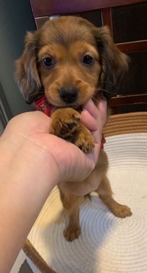 ดัชชุน (Dachshund) เล็ก ดัชชุน 