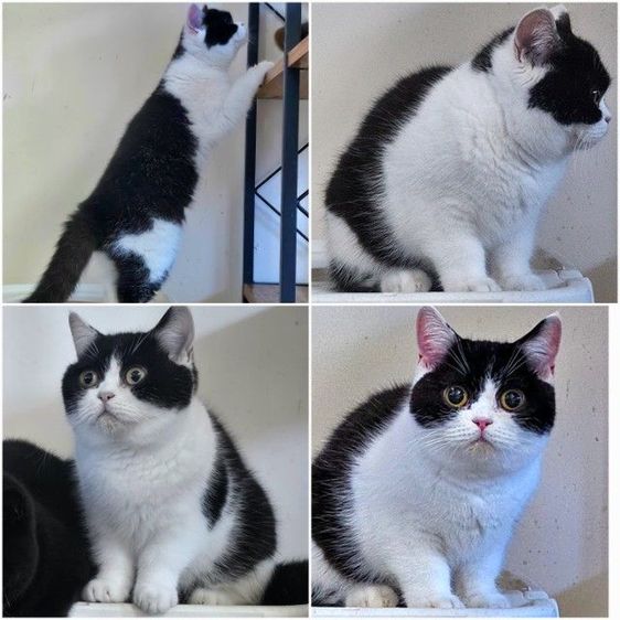 บริติชช๊อตแฮร์