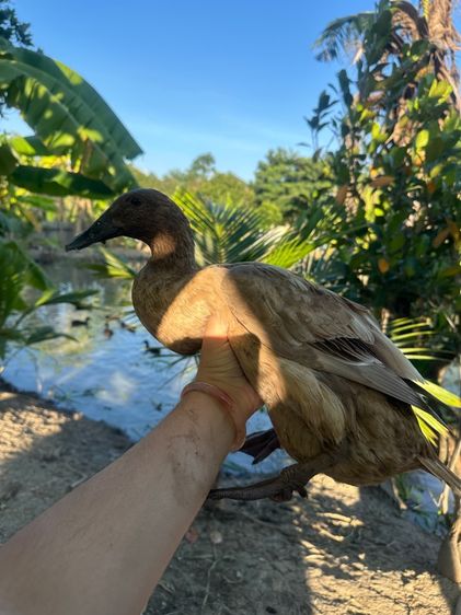 เป็ดไข่สาวอายุรอไข่ 100 ตัว รูปที่ 4