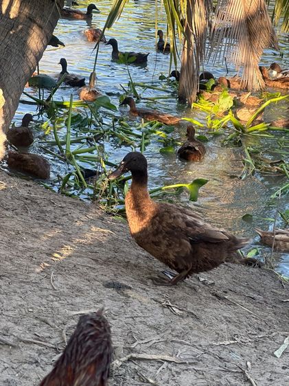เป็ดไข่สาวอายุรอไข่ 100 ตัว รูปที่ 2