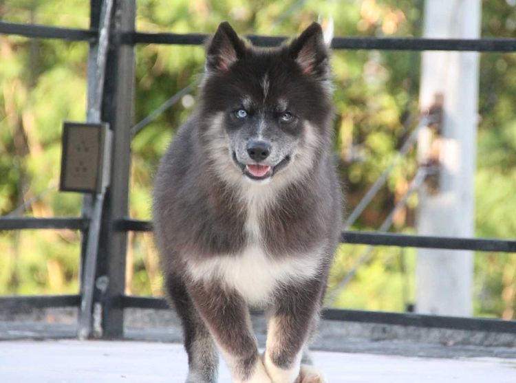 ไซบีเรียน ฮัสกี้ (Siberian Husky) กลาง ไซบีเรียนแท้ เพศหญิง ขนยาวตาสองสี