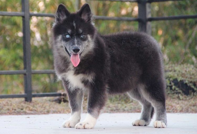 ไซบีเรียน ฮัสกี้ (Siberian Husky) กลาง ไซบีเรียนแท้ เพศหญิง ID 0834718713