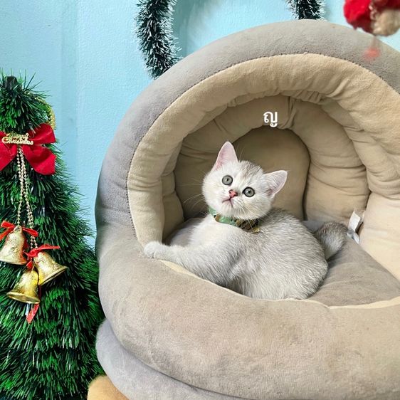 สก็อตติสโฟล รูปที่ 7