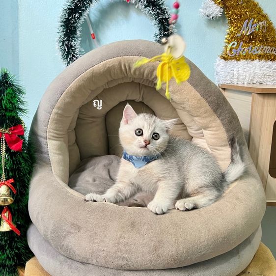 สก็อตติสโฟล รูปที่ 5