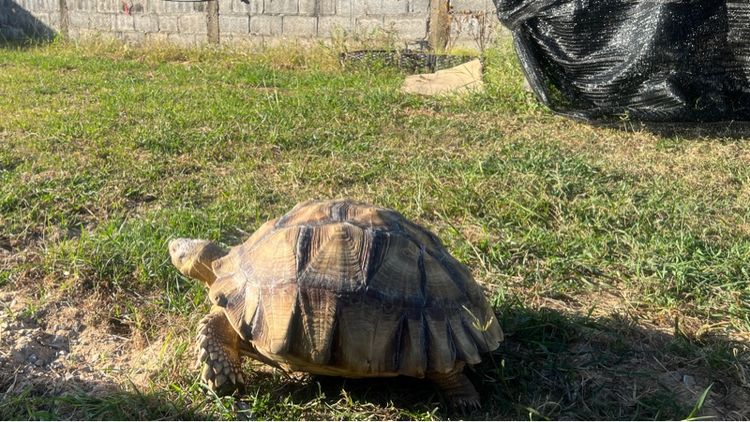 เต่าซูคาต้า รูปที่ 5