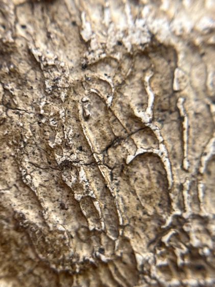 พระสมเด็จวัดระฆังพิมพ์ใหญ่เกศทะลุซุ้ม หลัง ตราฉัตร ร.4 รูปที่ 13