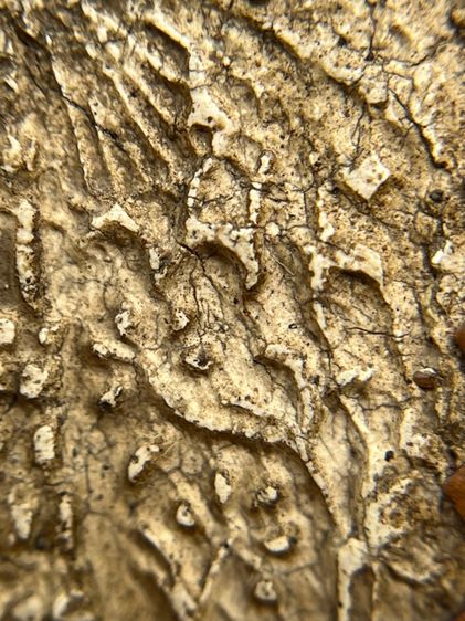 พระสมเด็จวัดระฆังพิมพ์ใหญ่เกศทะลุซุ้ม หลัง ตราฉัตร ร.4 รูปที่ 16