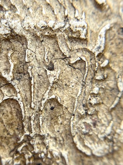 พระสมเด็จวัดระฆังพิมพ์ใหญ่เกศทะลุซุ้ม หลัง ตราฉัตร ร.4 รูปที่ 14