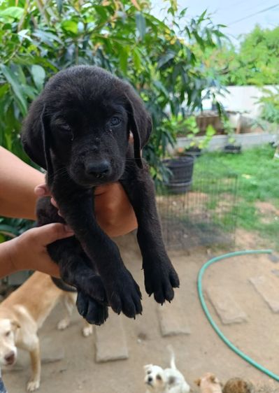 ลาบาดอร์แท้แน่นอน