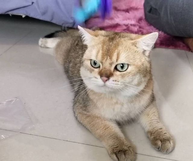 บริติช ช็อตแฮร์ ชาย รูปที่ 5