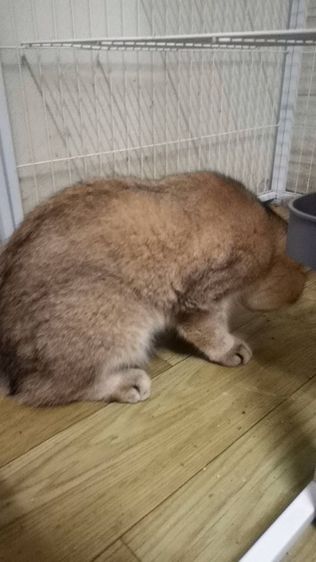 บริติช ช็อตแฮร์ ชาย รูปที่ 3