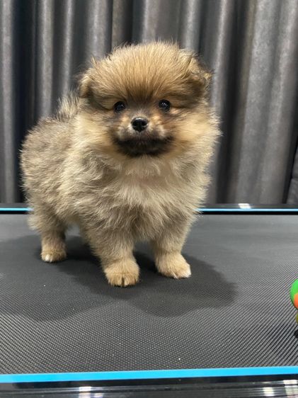 ปอมเปอเรเนียล รูปที่ 4