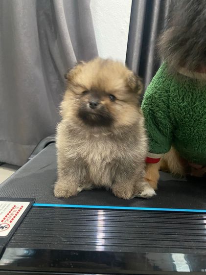 ปอมเมอเรเนียน (Pomeranian) เล็ก ปอมเปอเรเนียล