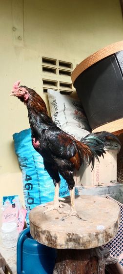 แบ่งพ่อไก่  รูปที่ 2