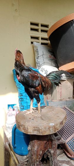 แบ่งพ่อไก่  รูปที่ 5
