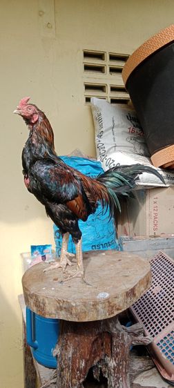 แบ่งพ่อไก่  รูปที่ 6