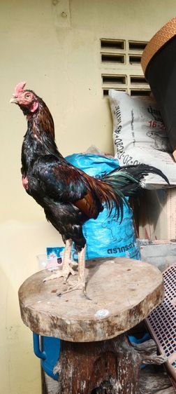 แบ่งพ่อไก่ 