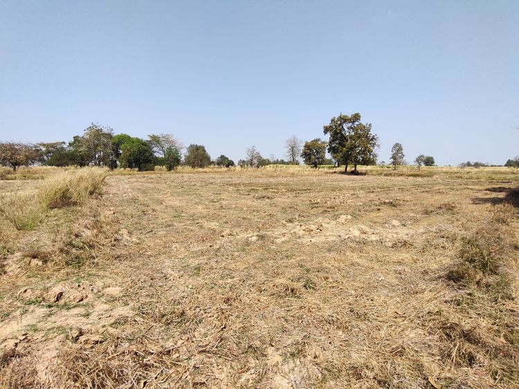 ขายที่ดิน 12 ไร่ จ.นครราชสีมา รูปที่ 4