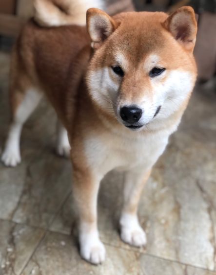 สุนัขชิบะ อินุแท้ สีน้ำตาลแดง รูปที่ 5