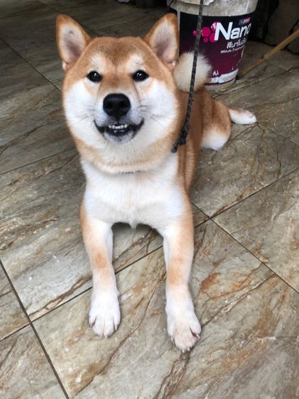 สุนัขชิบะ อินุแท้ สีน้ำตาลแดง รูปที่ 2