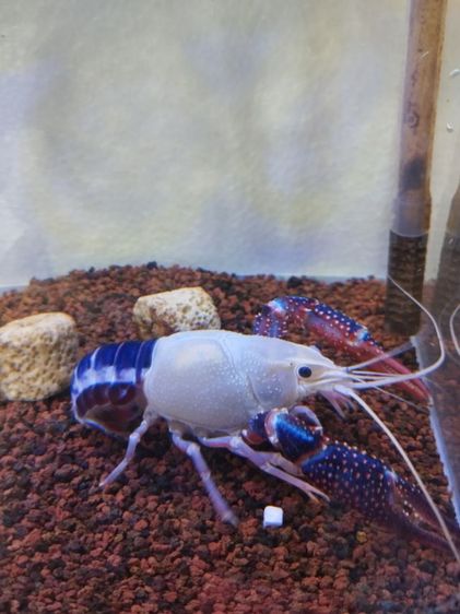ปล่อย กุ้งเครฟิช หัวหลิว เพศผู้ ขนาด 3.8นิ้ว ยังไม่เคยผสมพันธุ์