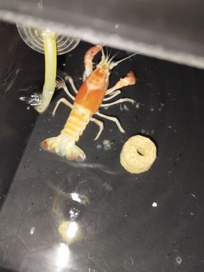 ปล่อย กุ้งเครฟิช หัวหลิว เพศผู้ ขนาด 3.8นิ้ว ยังไม่เคยผสมพันธุ์ รูปที่ 5