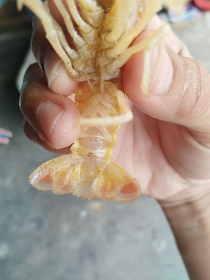 ปล่อย กุ้งเครฟิช หัวหลิว เพศผู้ ขนาด 3.8นิ้ว ยังไม่เคยผสมพันธุ์ รูปที่ 6