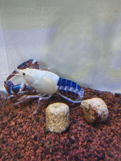 ปล่อย กุ้งเครฟิช หัวหลิว เพศผู้ ขนาด 3.8นิ้ว ยังไม่เคยผสมพันธุ์ รูปที่ 3