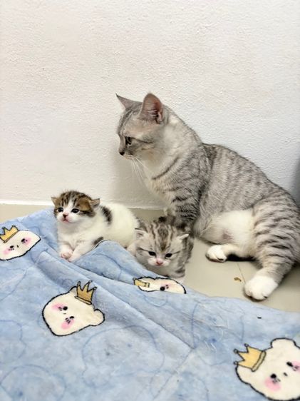 มัชกิ้น รูปที่ 3