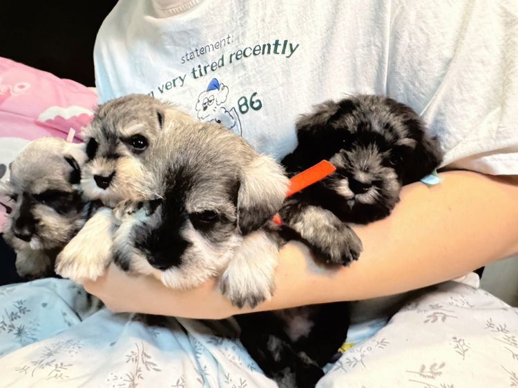 ชเนาเซอร์เด็กผู้ชาย สีดำ สีเทา หล่อยกแก็งค์เลยค่าา พร้อมรับหลังปีใหม่ไปแล้วนะคะ รูปที่ 2