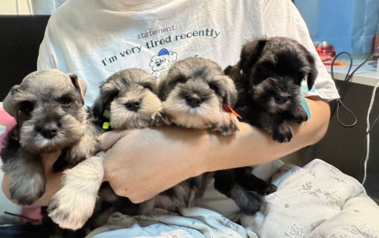 ชเนาเซอร์เด็กผู้ชาย สีดำ สีเทา หล่อยกแก็งค์เลยค่าา พร้อมรับหลังปีใหม่ไปแล้วนะคะ รูปที่ 8