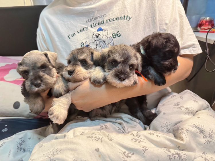 ชเนาเซอร์เด็กผู้ชาย สีดำ สีเทา หล่อยกแก็งค์เลยค่าา พร้อมรับหลังปีใหม่ไปแล้วนะคะ รูปที่ 10